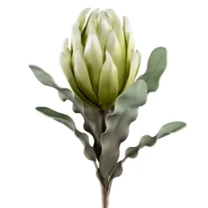 Desert Blooming Protea 33L" Stem - Green